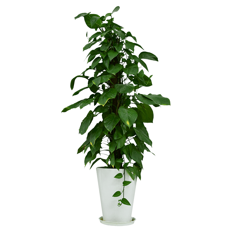 tree1